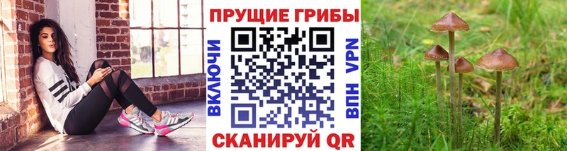 Галлюциногенные грибы прущие грибы  Купить где  Кувандык 